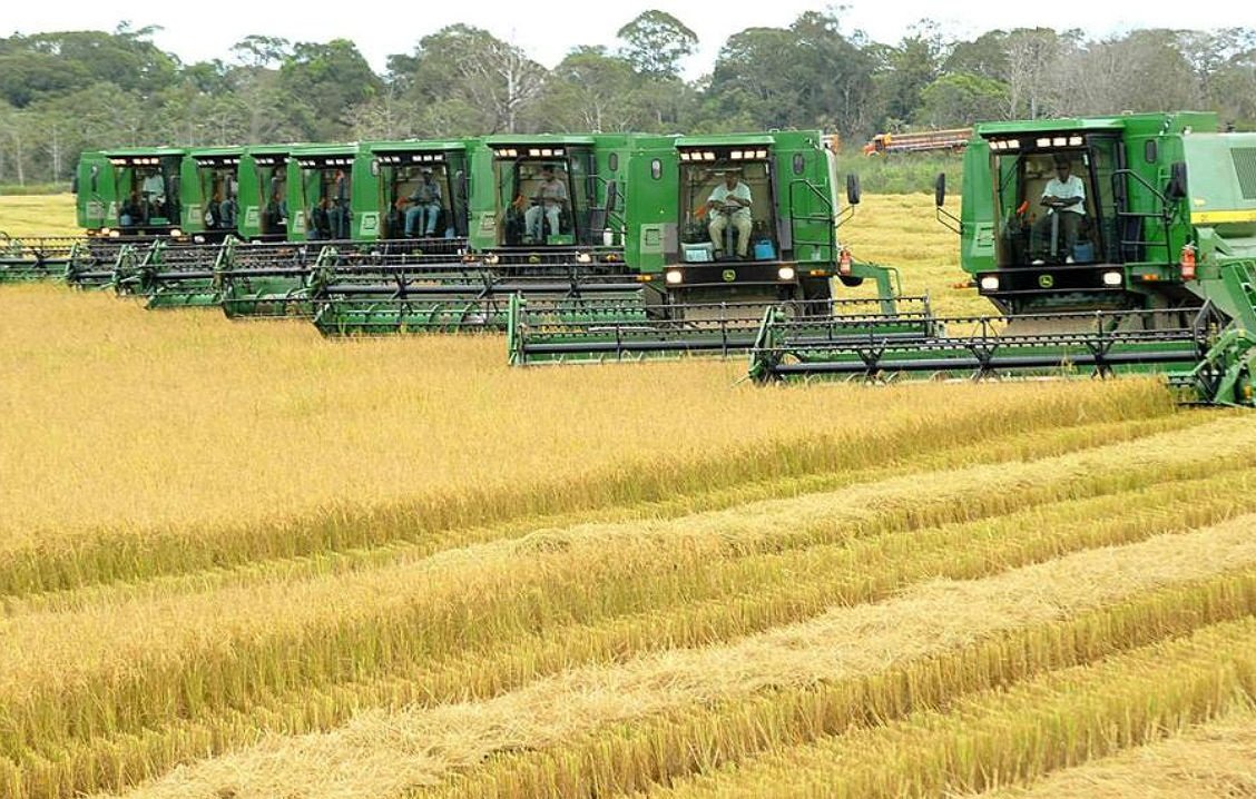 Toneladas De Arroz Colhidos Em Quatro Dias Na Fazenda Do Longa