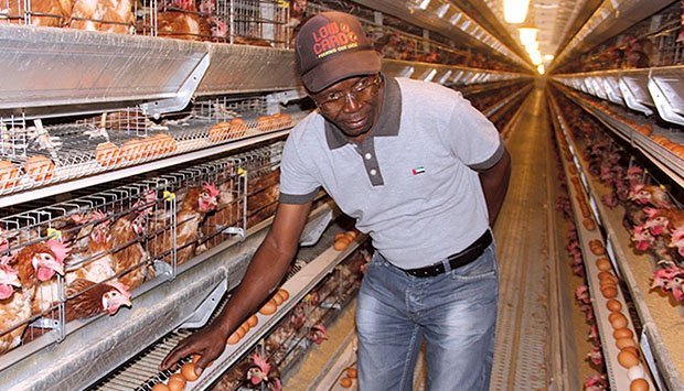 Financiamento recusado pela banca não esmorece a vocação de crescimento da Avipal