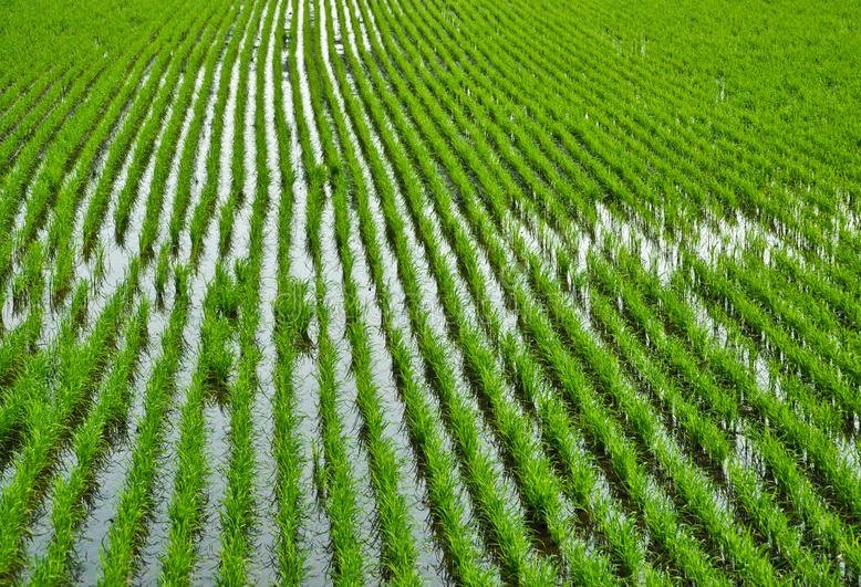 Ensaios da cultura de arroz em Ndalatando