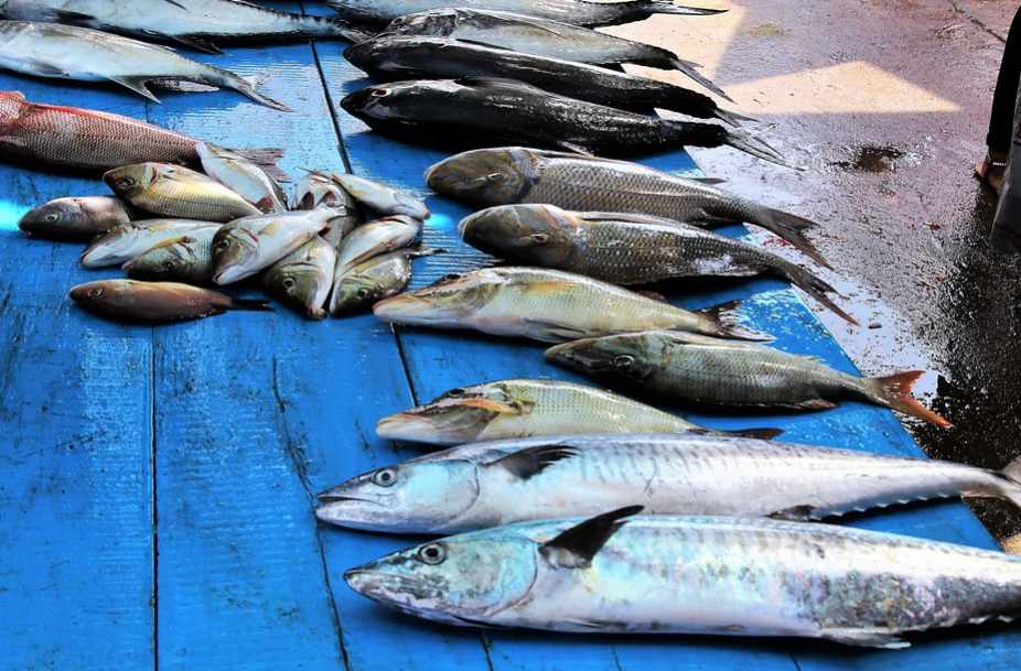 Potencialidades do mar e do campo na Feira do Produtor e Empreendedor da Baía Farta