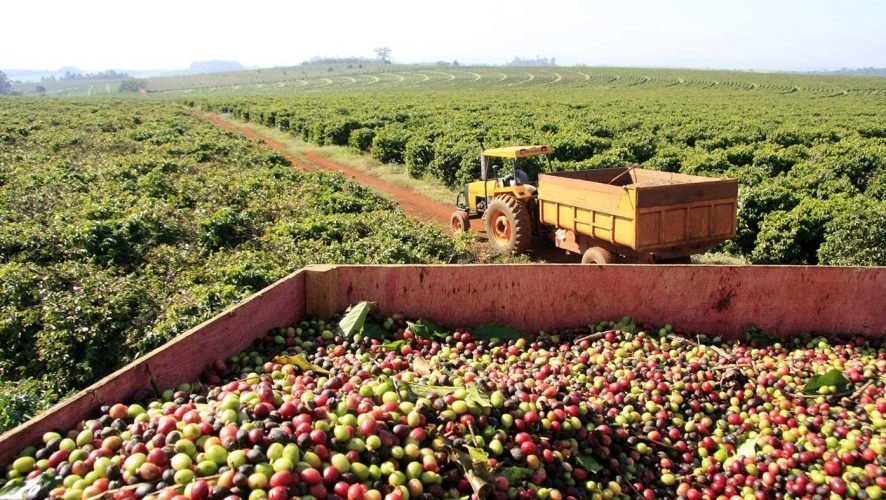 25 produtores aprimoram técnicas de produção do café