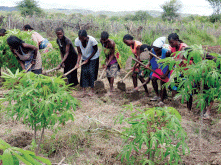 175 camponeses no Cuanza-Norte capacitados em escolas de Campo