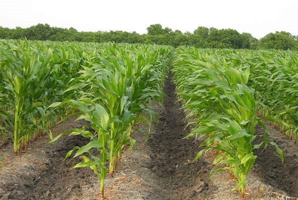 Lunda Sul regressa ao cultivo de grãos