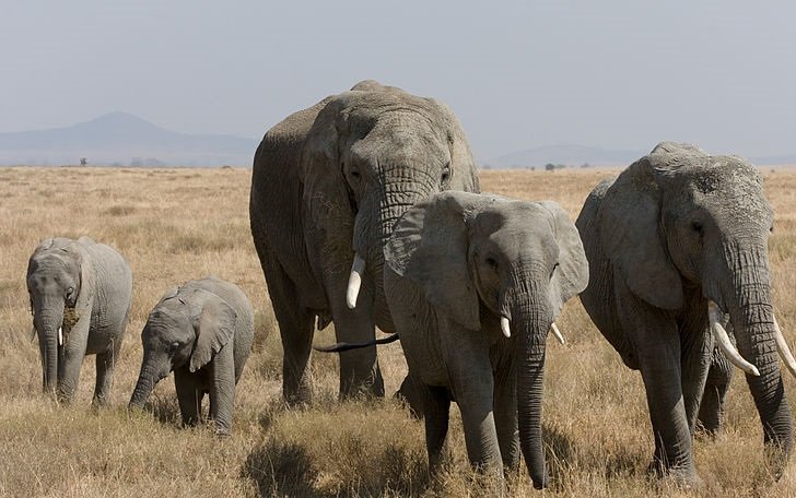 Manadas de elefantes arruínam lavras no Bengo