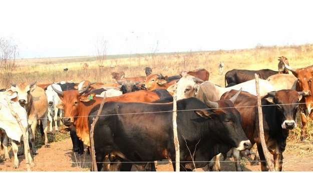 Mais de 30 milhões de kwanzas arrecadados em Veterinária no Cunene