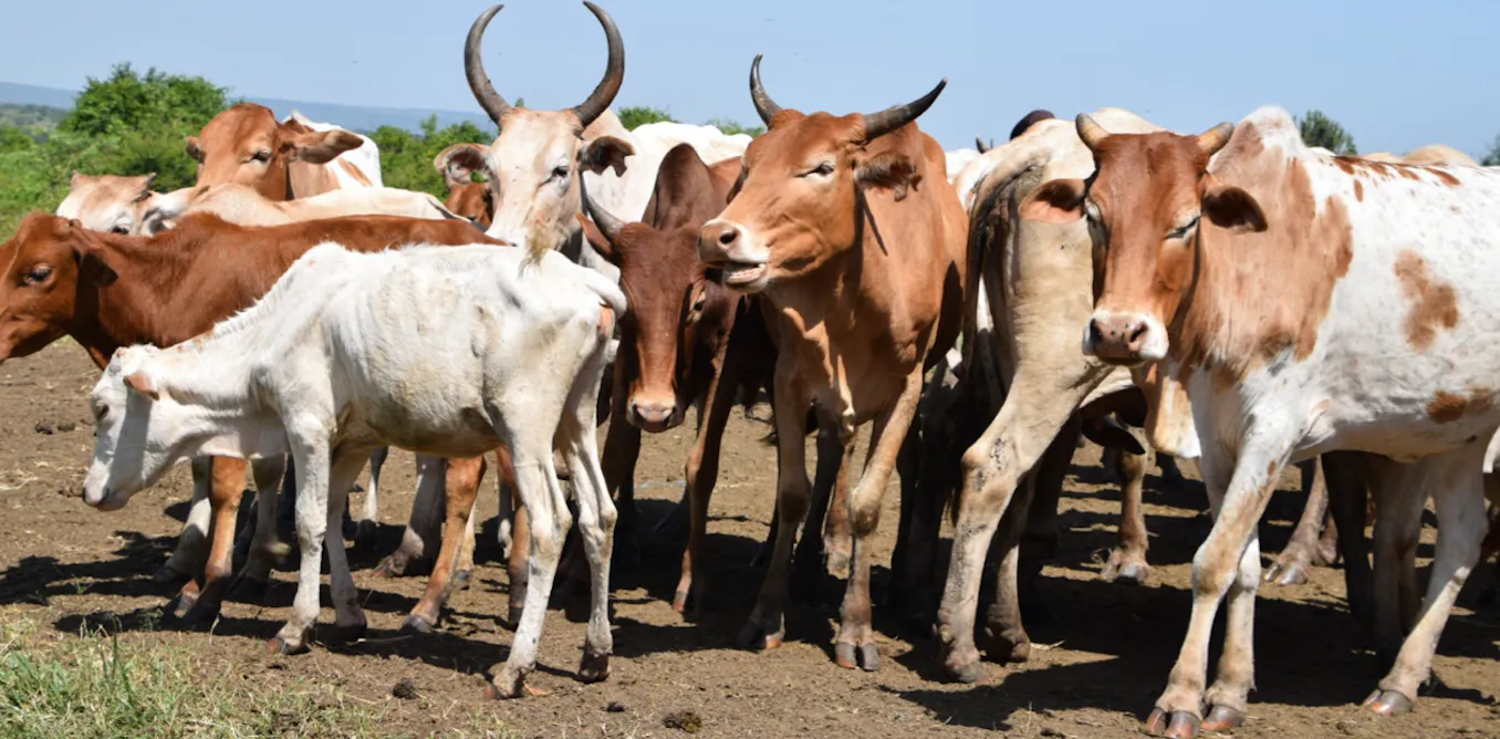 Suspeita de endemia bovina no Cunene