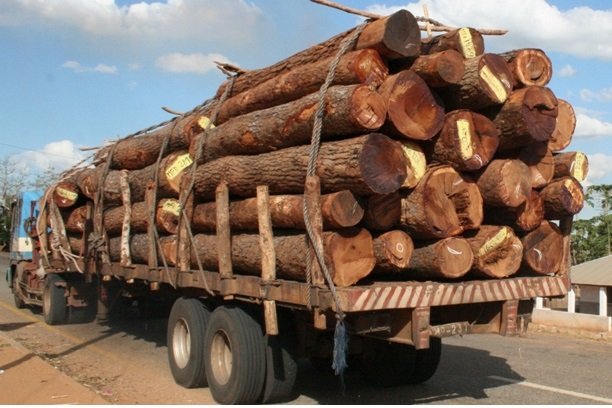 Mais de 4 milhões de dólares de renda em exportação de madeira no Cuando Cubango