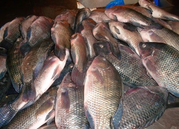 Mais de 9 milhões de kwanzas a captura de pescado dá aos cofres do Estado no Porto Amboim
