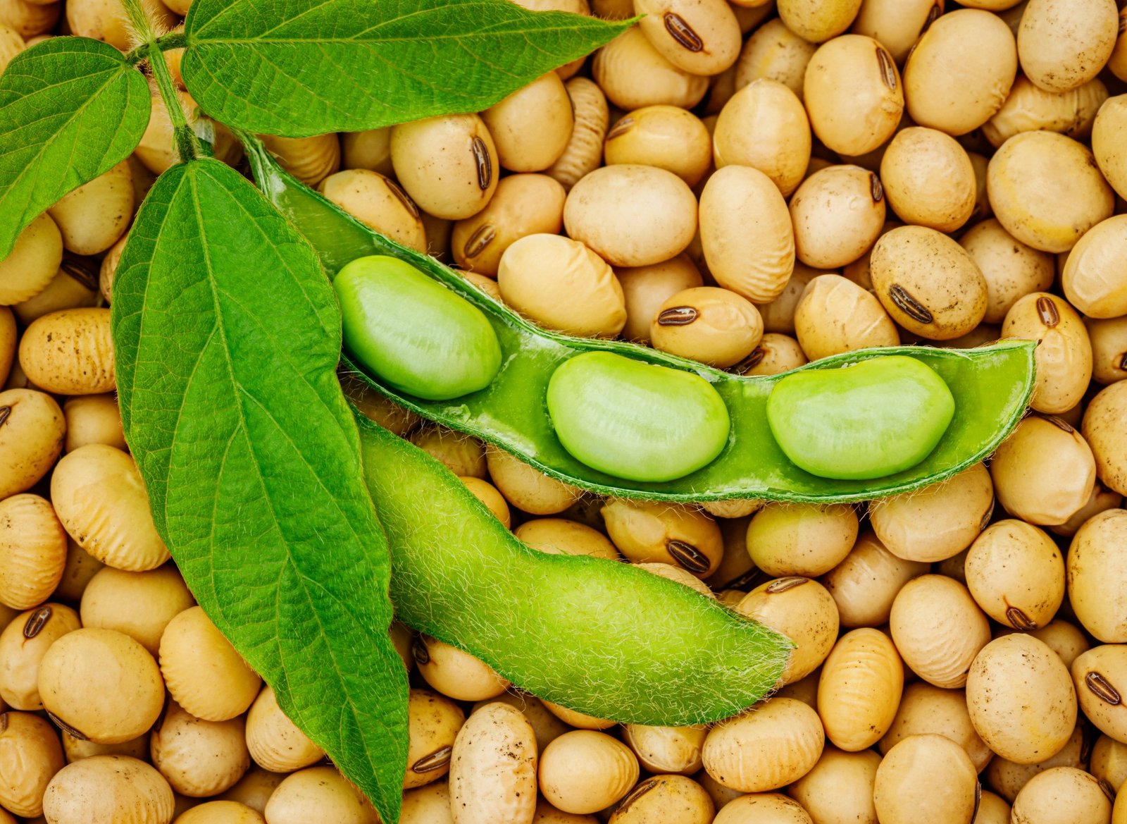 Rússia com previsão de aumentar tarifa da soja