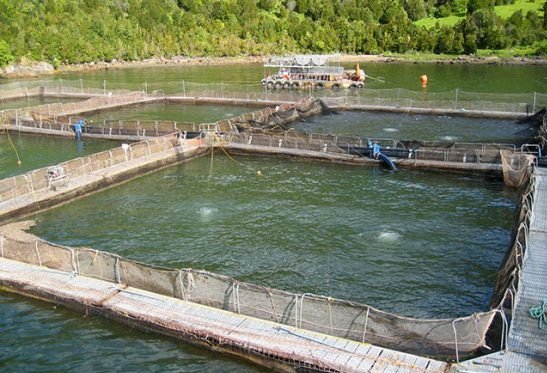 300 milhões de dólares empresa americana investe em piscicultura em Benguela