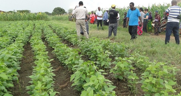 Agricultores sem acesso ao crédito de 150 milhões de kwanzas  por falta de documentação