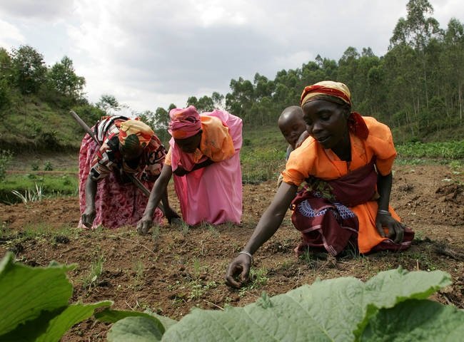 ONU com intenção de solucionar problemas agrícola em África
