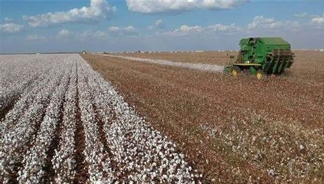 450 hectares disponíveis para o cultivo de algodão no Zaire na campanha agrícola 2023/2024
