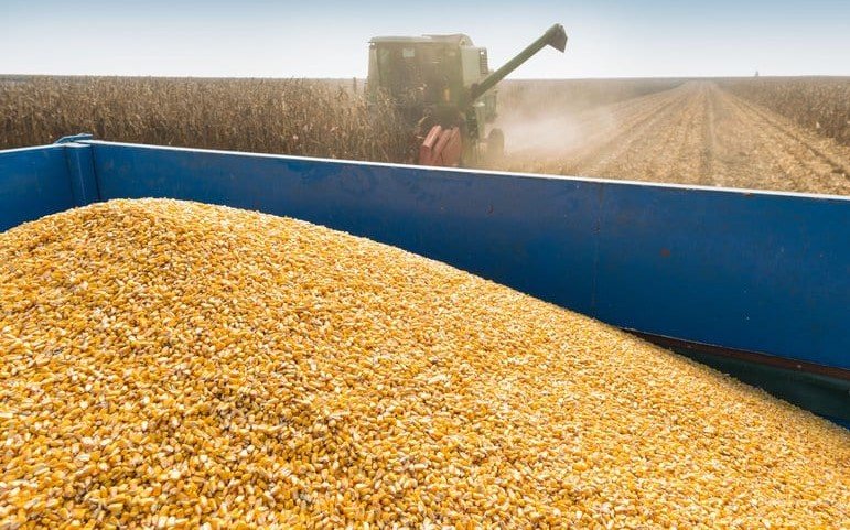 Duas mil toneladas de milho, 40 hectares de ervilhas e 52 hectares de ananás estão previstas para colheta deste ano (2023) na Fazenda Vinevala, situada no município do Chinguar, a 75 quilómetros a Oeste do Cuito, província do Bié,