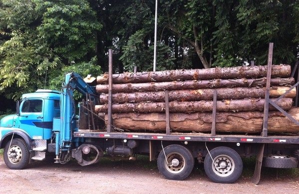 Exportação de madeira em bruto no país suspensa por 3 anos