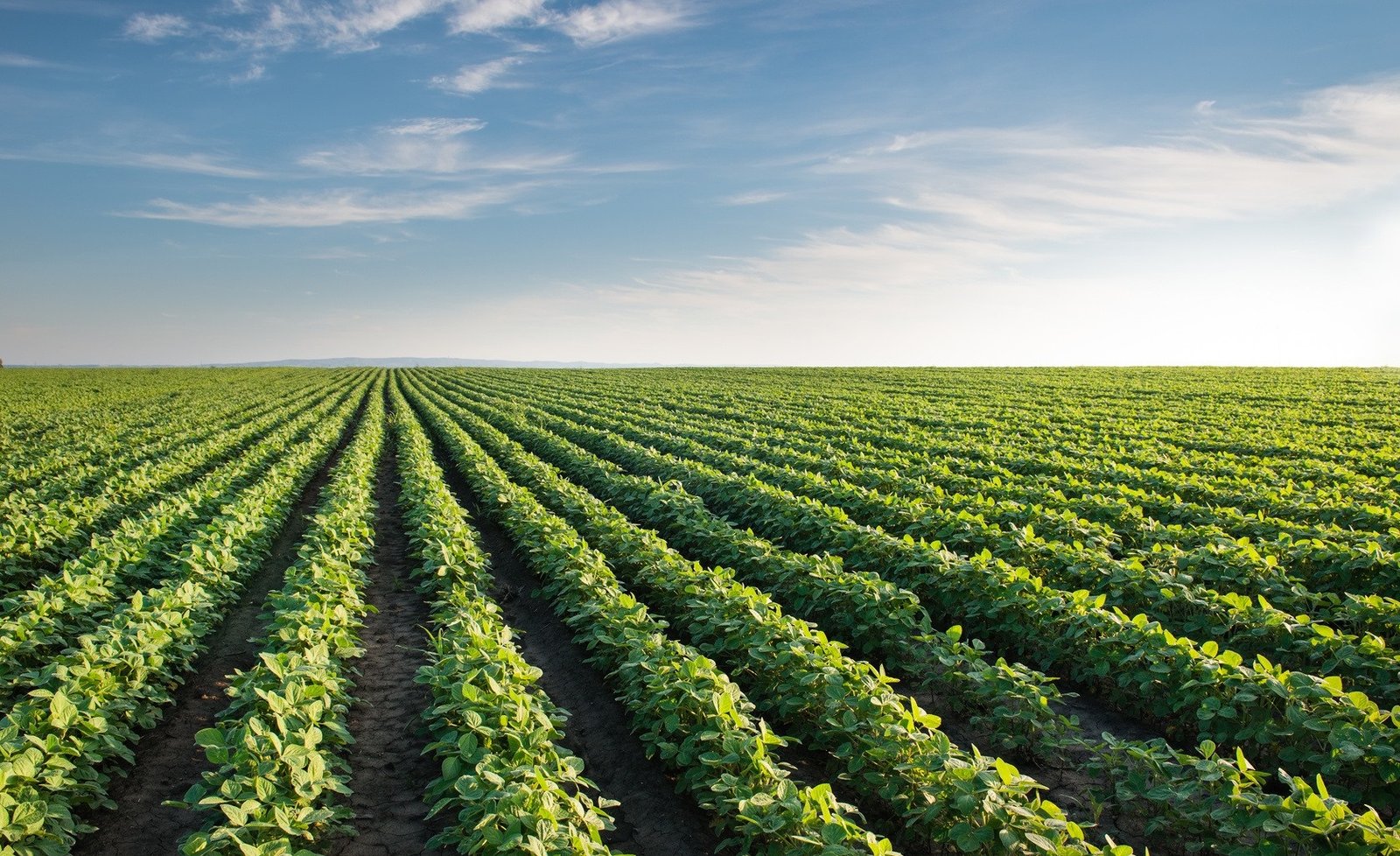 Sector da agricultura com previsão de aumento de 4,6%  