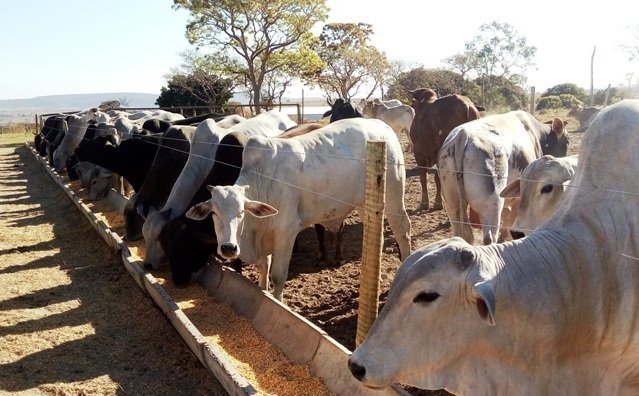 Mais de 90 expositores nacionais participaram da Feira Agro-pecuária do Namibe