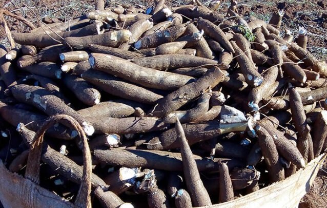 Angola eleita como um dos maiores produtores de mandioca em África
