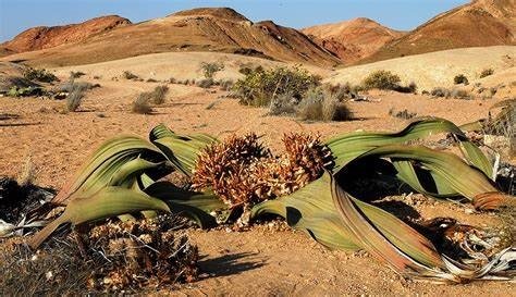 Turismo em alta no Namibe