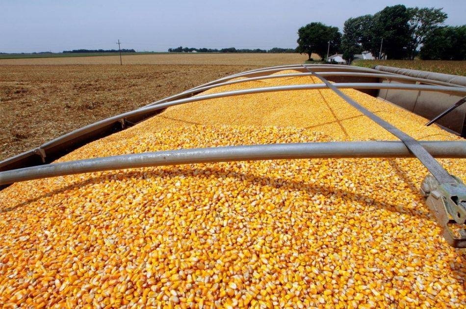 PLANAGRÃO corta importação de milho no país