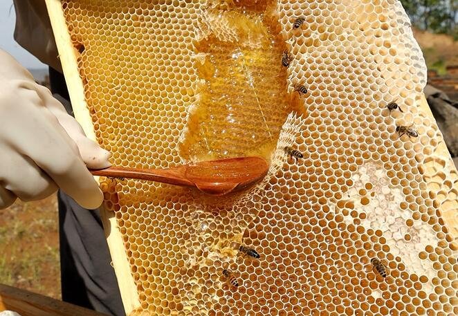 Abate indiscriminado de árvores ameaça produção de mel no Huambo