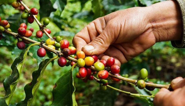 Golungo Alto aposta na produção de café