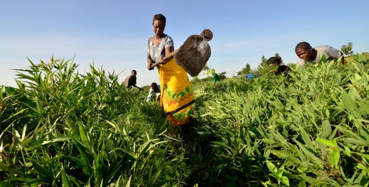 Maior empresa de seguros em África lança “AgroSeguro”  no mercado angolano 