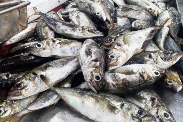 Reduzido período de pesca do carapau na costa marítima angolana