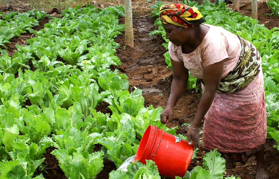 EUA projecta alocar mais de mil milhões de dólares para o sector agrícola em Angola