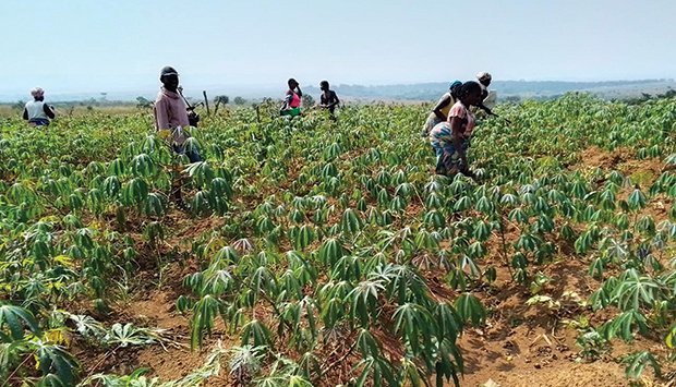 Angola precisa reforçar rede de multiplicação de sementes:defende FAO