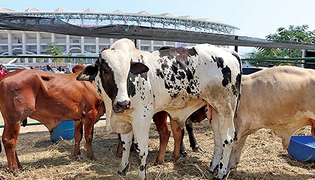 Feira Agro-pecuária prevê leiloar 250 cabeças de gado na II edição da Expo-Huambo 2025